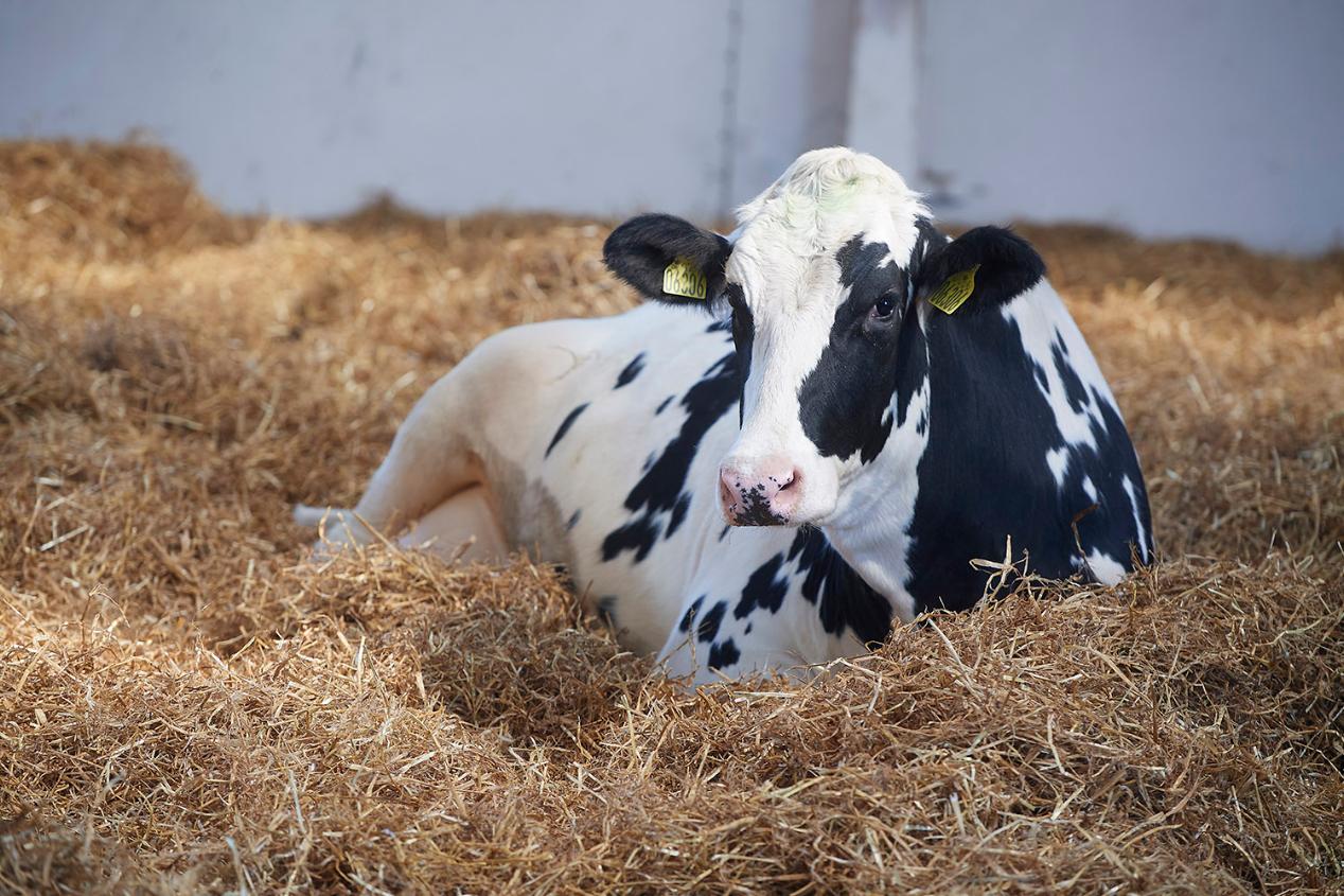 How to make your dry cows acidic and healthy